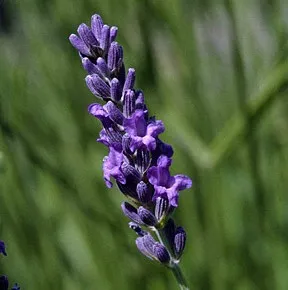 Lavender 3
